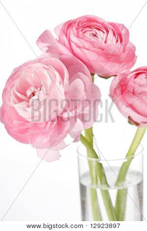 Ranuncolo rosa