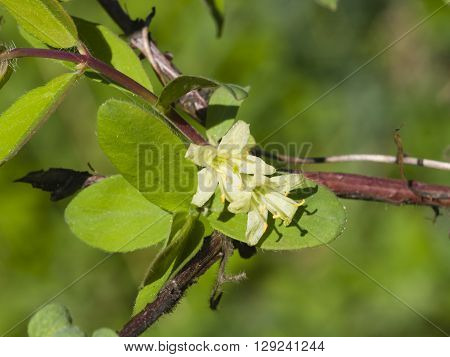 Blooming blue honeysuckle flowers on branch with bokeh background macro selective focus shallow DOF