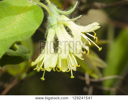 Blooming blue honeysuckle flowers on branch with bokeh background macro selective focus shallow DOF