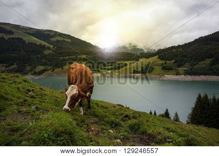 Cow at farmland during the spring time