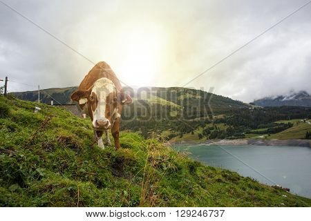 Cow at farmland during the spring time