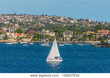 Sydney Australia - November 12 2014: Sailing boats and residential housing in Rose Bay Sydney New South Wales Australia. Rose Bay is a harbourside eastern suburb of Sydney 7 kilometres east of the Sydney central business district.