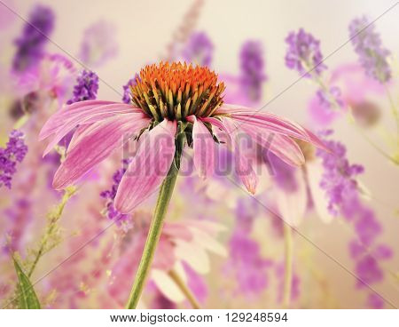 Beautiful flowers with meadow flower and blurred background