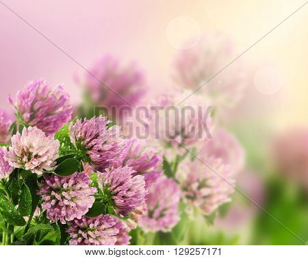 Beautiful flowers with meadow flower and blurred background