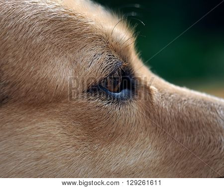 Eye dog. Red-haired coat. Cilium on the eye