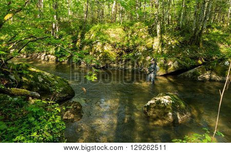 Fly Fisherman Fishing Trouts In  River