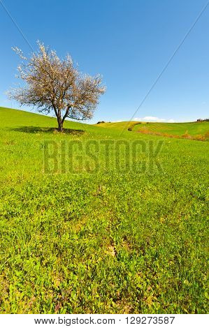 Flowering Tree and Farmhouse Surrounded by Sloping Meadows of Tuscany