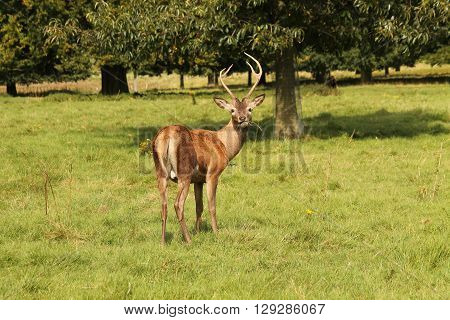 A Young Red Deer Interupted Whilst Eating Grass.