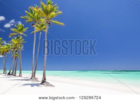 Coconut Palm trees on white sandy beach in Cap Cana Dominican Republic