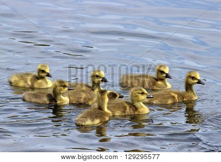 A group of Canada Geese goslings swimming together on a pond.
