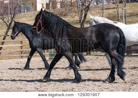 Running black friesian horse as horse training