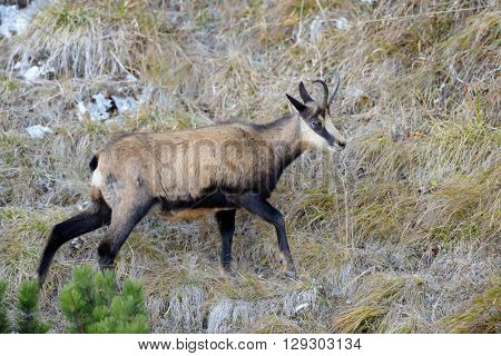 chamois (rupicapra rupicapra)