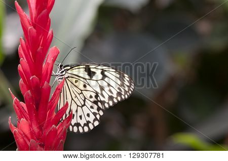 paper kite butterfly on a red flower