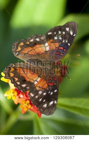 Butterfly Anartia Amanthea