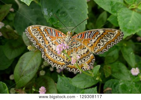 Butterfly Anartia Amanthea