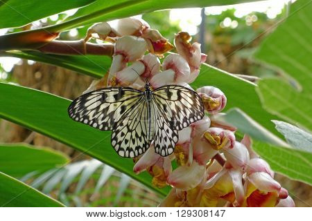 Paper Kite Butterfly