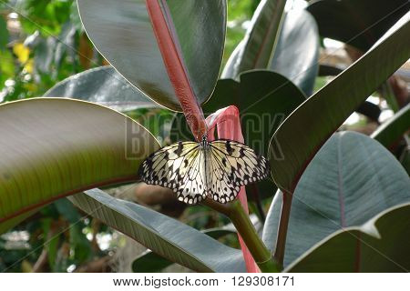 Paper Kite Butterfly