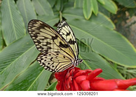 paper kite butterfly on flower and green leaf