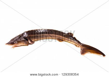 Fresh Sterlet Fish Isolated On White. Sterlet Is A Small Sturgeon.