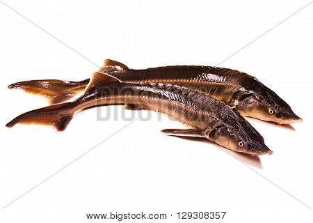 Two Sterlet Fish Isolated On White. Sterlet Is A Small Sturgeon.