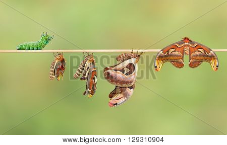 Life cycle of attacus atlas moth from caterpillar