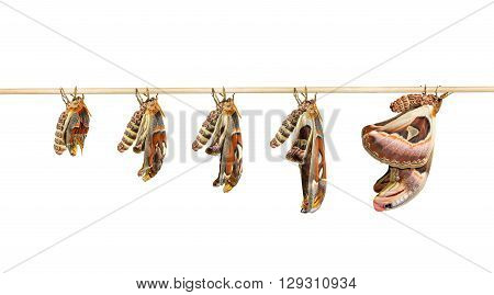 Transformation of attacus atlas moth on white with clipping path