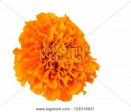 marigold flowers isolated on white backgroundd, nobody, vibrant,