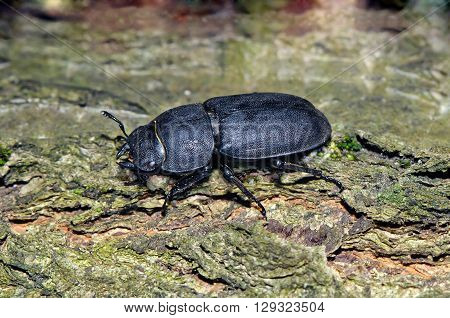 Lesser stag beetle (Dorcus parallelipipedus) shoot on a tree.