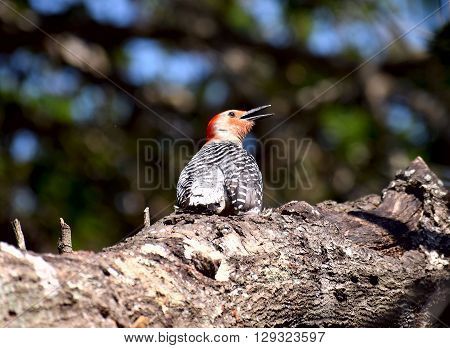 woodpecker sits on the tree basking in the sun and rest