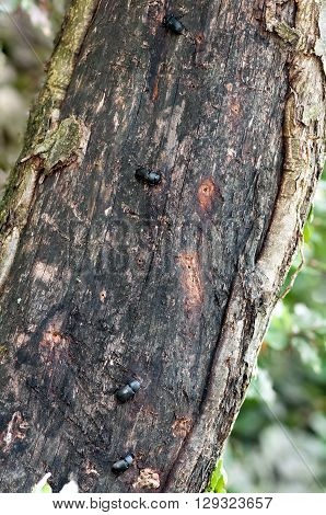 Lesser stag beetles (Dorcus parallelipipedus) are mating on a damaged trunk of silver leaved whitebeam (Sorbus aria). There are clearly visible pits, where females laid eggs.