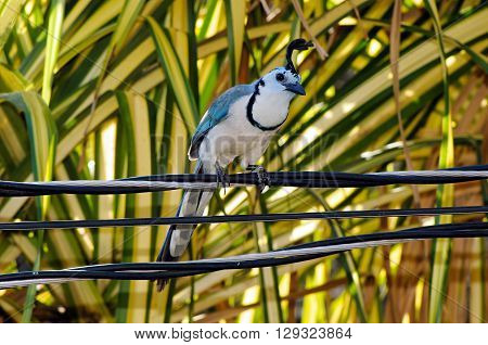 The white-throated magpie-jay (Calocitta formosa) is perching on wires.