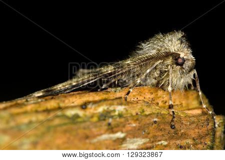 Pale Brindled Beauty (Phigalia pilosaria). British insect in the family Geometridae the geometer moths