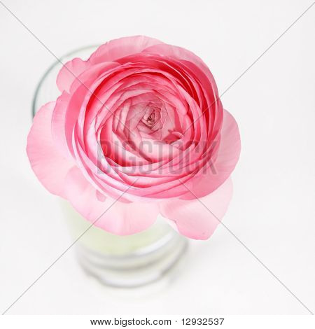Ranuncolo rosa