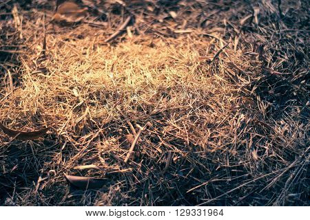 Close up of square straw on the sunset time