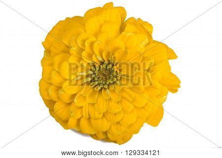 Zinia flower isolated on a white background