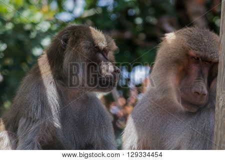 Pavian (baboon) Coople Looking To Some Interesting Object