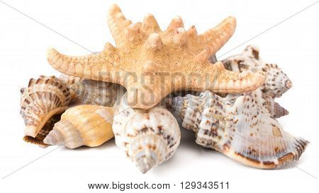 set of seashells with starfish on a white background