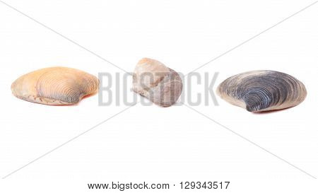 set of seashells on a white background