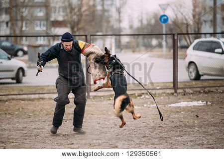Gomel, Belarus - February 20, 2016: German shepherd dog training in Gomel Regional sports club and decorative dog-breeding. Bitting dog.