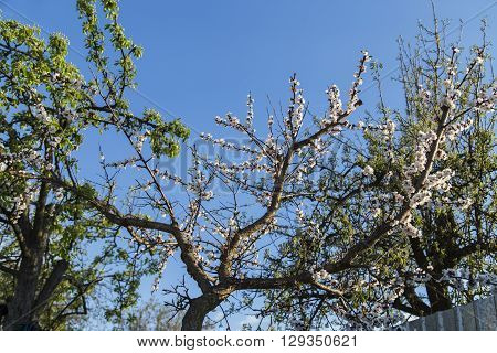 Spring flowers of apricot in the garden