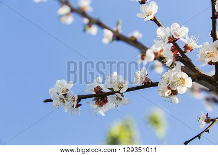 Blooming wild apricot in the garden at spring