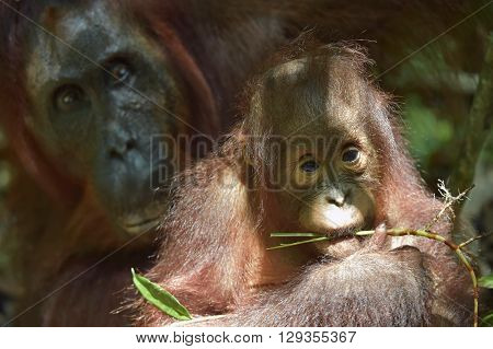 Baby Orangutan . The Close Up Portrait Of Cub Of The Bornean Orangutan (pongo Pygmaeus)
