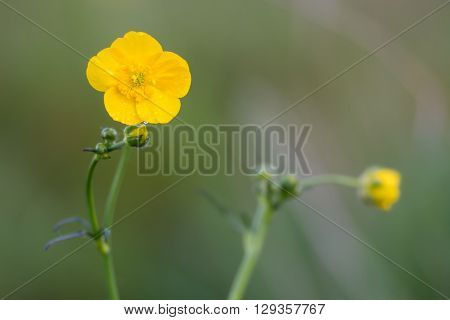 Meadow buttercup (Ranunculus acris). Golden yellow flower of abundant plant flowering in a British grassland