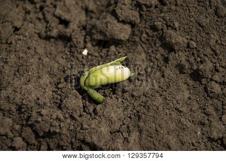 Sprouted young plant in the organic soil background close-up