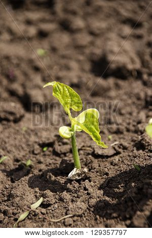 Sprouted bean on organic soil with young plant on ground.