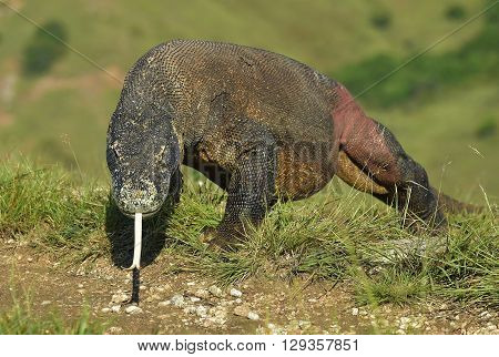 Portrait of the Komodo dragon ( Varanus komodoensis ) is the biggest living lizard in the world.  On island Rinca. Indonesia.