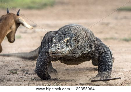 Attack Of A Komodo Dragon. The Dragon Running On Sand. The Running Komodo Dragon ( Varanus Komodoens