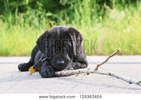 Black labrador puppy playing with wood stick