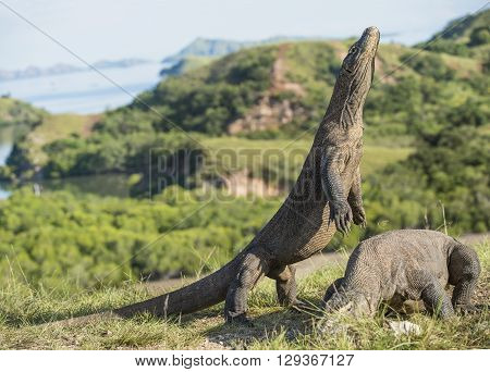 Komodo Dragon Stands On Its Hind Legs And Open Mouth. The Komodo Dragon ( Varanus Komodoensis ) Is T