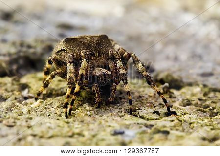 Spider in her terrain, originally up side down